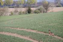 Ein Feldhase sitzt bei Langenbach auf einem Feld- ich wollte eigentlich Zge fotografieren... 14.04.11, Langenbach in Oberbayern.