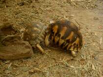 Zwei sich streitende Strahlenschildkrte (Astrochelys radiata). Wer zuerst auf dem Rcken liegt hat verloren. La Vanille Rserve des Mascareignes auf Mauritius.