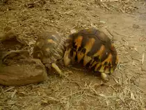 Zwei sich streitende Strahlenschildkr�te (Astrochelys radiata). Wer zuerst auf dem R�cken liegt hat verloren. La Vanille R�serve des Mascareignes auf Mauritius.