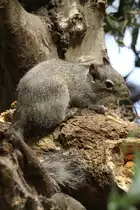 Pater David-Felsenh�rnchen (Sciurotamias davidianus) am 26.6.2010 im Leipziger Zoo.