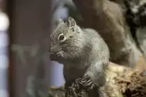 Pater David-Felsenh�rnchen (Sciurotamias davidianus) am 26.6.2010 im Leipziger Zoo.
