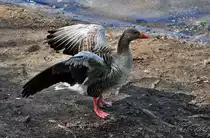 Graugans mit ausgebreiteten Fl�geln am Ufer des Z�lpicher See - 09.04.2011
