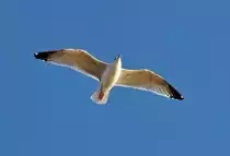 M�we im Segelflug �ber der Kennedybr�cke in Bonn - 10.01.2011