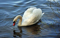 Schwan im Zlpicher See - 09.04.2011