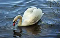 Schwan im Z�lpicher See - 09.04.2011