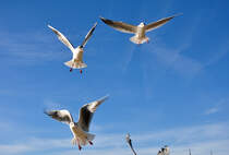 Drei Mwen im Anflug am Beueler Rheinufer - 09.02.2011