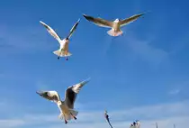 Drei M�wen im Anflug am Beueler Rheinufer - 09.02.2011