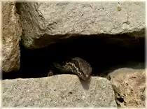 Soll ich mich nach drau�en trauen? scheint die Mauereidechse zu fragen. 17.04.2011 (Jeanny)