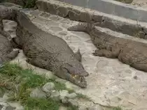 Ein g�hnendes Nilkrokodil (Crocodylus niloticus) im Park La Vanille auf Mauritius.