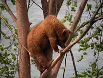 B�ren sind doch gute Kletterk�nstler. Das Berner Wappentier klettert in einem Baum herum. Die Aufnahme entstand im neuen B�renpark in Bern am 14.04.2011.
