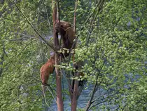 B�ren sind doch gute Kletterk�nstler. Das Berner Wappentier klettert in einem Baum herum. Die Aufnahme entstand im neuen B�renpark in Bern am 14.04.2011.