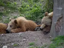 Das Berner Wappentier, der Baer ind neuen Baerenpark and der Aare in Bern. Die Aufnahme stammt vom 14.04.2011.
