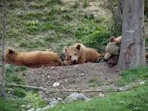 Das Berner Wappentier, der Baer ind neuen Baerenpark and der Aare in Bern. Die Aufnahme stammt vom 14.04.2011.