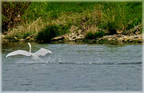 Perfekte Wasserung eines Schwans auf der Mosel. 17.04.2011 (Jeanny)