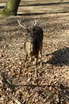 M�hnenhirsch oder auch Timorhirsch (Rusa timorensis) am 18.4.2010 im Tierpark Berlin.