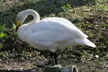 Singschwan (Cygnus cygnus) am 18.4.2010 im Tierpark Berlin.