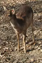 M�hnenhirsch oder auch Timorhirsch (Rusa timorensis) am 18.4.2010 im Tierpark Berlin.