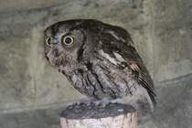 West-Kreischeule oder auch Kennicotti-Kreischeule (Megascops kennicottii) am 18.4.2010 im Tierpark Berlin.