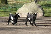 Junge Afrikanische Zwergziegen beim Spielen. Tierpark Berlin am 18.4.2010.
