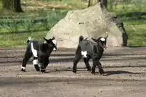 Junge Afrikanische Zwergziegen beim Spielen. Tierpark Berlin am 18.4.2010.