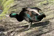 Schnatternde Smaragdente am 18.4.2010 im Tierpark Berlin.