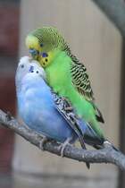 Verliebtes Wellensittich-Prchen am 18.4.2010 im Tierpark Berlin.