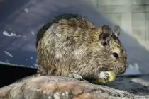 Gew�hnlicher Degu (Octodon degus) am 18.4.2010 im Tierpark Berlin.