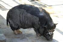 Vietnamesisches Hngebauchschwein am 18.4.2010 im Tierpark Berlin.