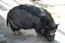 Vietnamesisches H�ngebauchschwein am 18.4.2010 im Tierpark Berlin.