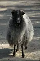 Graue geh�rnte Heidschnucke am 18.4.2010 im Tierpark Berlin.