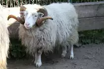 Gotlandschaf oder auch Gutef�r am 18.4.2010 im Tierpark Berlin.