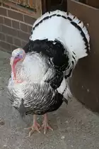 Cr�llwitzer Pute am 18.4.2010 im Tierpark Berlin.