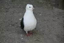 S�ddeutsche Schildtaube am 18.4.2010 im Tierpark Berlin.