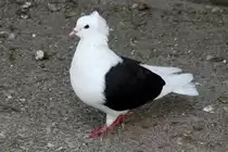 S�ddeutsche Schildtaube am 18.4.2010 im Tierpark Berlin.