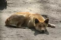 Dingo (Canis lupus dingo) bei einer Siesta am 18.4.2010 im Tierpark Berlin.