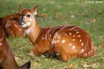 Westliche Sitatunga (Jungtier).