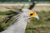 Sekret�r (Sagittarius serpentarius) am 18.4.2010 im Tierpark Berlin.