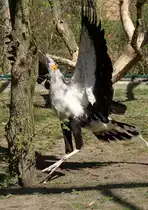 Tanz um den Baum. Sekret�r (Sagittarius serpentarius) am 18.4.2010 im Tierpark Berlin.

