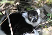 Schwarzweier Vari (Varecia variegata) am 18.4.2010 im Tierpark Berlin.