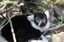 Schwarzwei�er Vari (Varecia variegata) am 18.4.2010 im Tierpark Berlin.