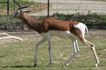 Mhorr-Gazelle (Nanger dama mhorr) am 18.4.2010 im Tierpark Berlin.