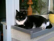 Meine Katze ignoriert mich wenn sie satt ist.