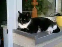 Meine Katze ignoriert mich wenn sie satt ist.