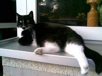 Katze beim Faulenzen