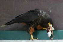 Falklandkarakara (Phalcoboenus australis) beim Fressen einer Ratte. Tierpark Berlin am 18.4.2010.