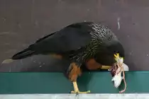 Falklandkarakara (Phalcoboenus australis) beim Fressen einer Ratte. Tierpark Berlin am 18.4.2010.