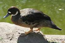 Kupferspiegelente (Anas specularis) am 18.4.2010 im Tierpark Berlin.