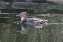 Weibliche Riesentafelente (Aythya valisineria) am 18.4.2010 im Tierpark Berlin.