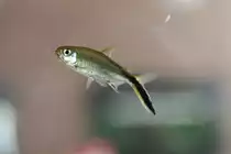 Pinguinsalmler (Thayeria obliqua) am 18.4.2010 im Tierpark Berlin.