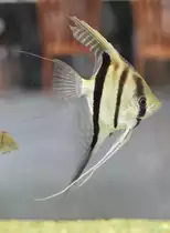 Rotr�ckenskalar (Pterophyllum cf.) am 18.4.2010 im Tierpark Berlin.